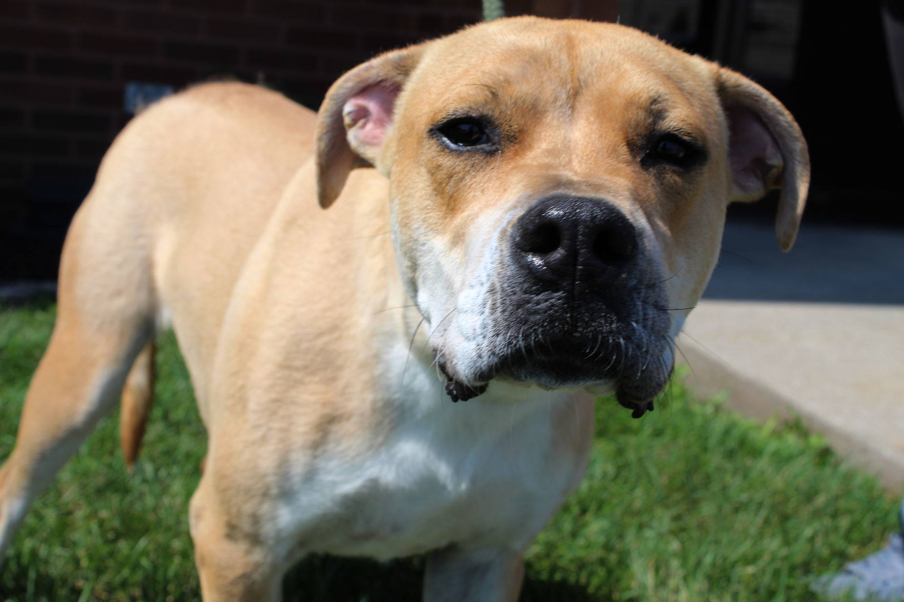 Couple donates washer to Lake County animal shelter